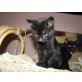 Menta, Europäische Kurzhaarkatze - Katze