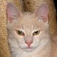 Meo, hübscher - Kater