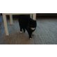 Meosch, Europäische Kurzhaarkatze - Kater