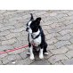 Mephisto, Boston Terrier Welpen - Rüde