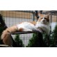 Mephisto, Maine Coon - Kater