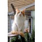 Mephisto, Maine Coon - Kater