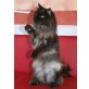 Mephisto + Picasso, Maine Coon - Kater