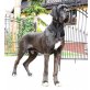 Mephisto´s, Deutsche Dogge - Hündin