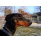 Mercedes, Dobermann - Hündin