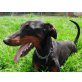 Mercedes, Dobermann - Hündin