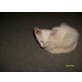 Mercedes und Moonligth, LaPerm - Katze