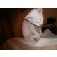 Mercedes und Moonshine, LaPerm - Katze