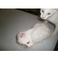 Mercedes und Moonshine, LaPerm - Katze