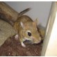Meriones persicus- große extrem neugierige, Persische Rennmäuse