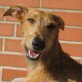Merle, Galga, geb. Januar 2011 - Hündin