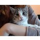 Merle, Mischling - Katze