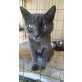 Merle, Schönheit  sucht Zuhause - Katze