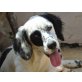 Merle, Setter Mischling - Hündin