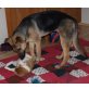 Merle, dt. Schäferhund - Hündin