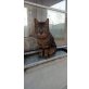 Merle, sucht ein Zuhause - Katze