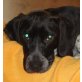 Merlin 8, Spaniel-Mischlingsrüde - Rüde