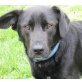 Merlin 9, Labrador Mischling - Rüde