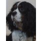 Merlin, Cavalier King Charles Spaniel - Rüde