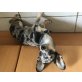Merlin, Chihuahua kurzhaariger Schlag - Rüde