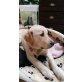 Merlin, Golden Retriever - Rüde