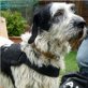 Merlin, Griffon-MIX - Rüde