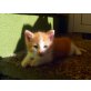 Merlin, Ich suche jemanden zum Liebhaben - Kater