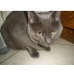 Merlin, Karthäuser-Mischling - Kater