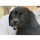 Merlin, Labrador-Mischling Welpen - Rüde