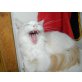 Merlin, Maine Coon - Kater