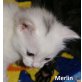 Merlin, Micki, Mikesch, Mogli, Mori, BKH - Kater