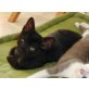 Merlin, Mischling - Kater