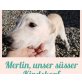 Merlin, Mischling - Rüde