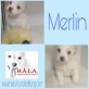 Merlin, Mischling Welpen - Rüde