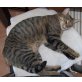 Merlin, Norwegermix/Europäische Hasukatze - Kater