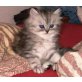 Merlin, Perser mit Nase - Kater