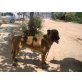 Merlin Schäferhund-Mix (Größe: ca. 60 cm, Alt - Rüde
