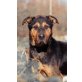 Merlin, Schäferhund,Rottweiler - Rüde