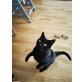 Merlin , Unbekannt  - Kater