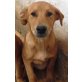 Merlin, geb.08.11.2014, Labrador-Mix - Rüde