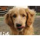 Merlin, toller und unkomplizierter Hund Welpen - Rüde