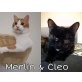 Merlin und Cleo, Tierschutzverein SOS Katze - Kater
