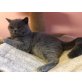 Merlin van Black Lake, Britisch Kurzhaarkatze - Kater