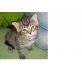 Merrin, Hauskatze - Kater