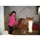 Mery Lehn (Mona), Welsh Pony - Stute