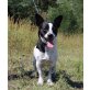 Meteor, Jack-Russel-Mix - Rüde