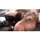 Mevisto, Ragdoll - Kater