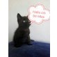 Mex, Mara und MIka, Europäisch Kurzhaar - Katze