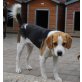 Mexx, Beaglemixrüde - Rüde