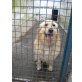 Mexx, Golden Retriever - Rüde